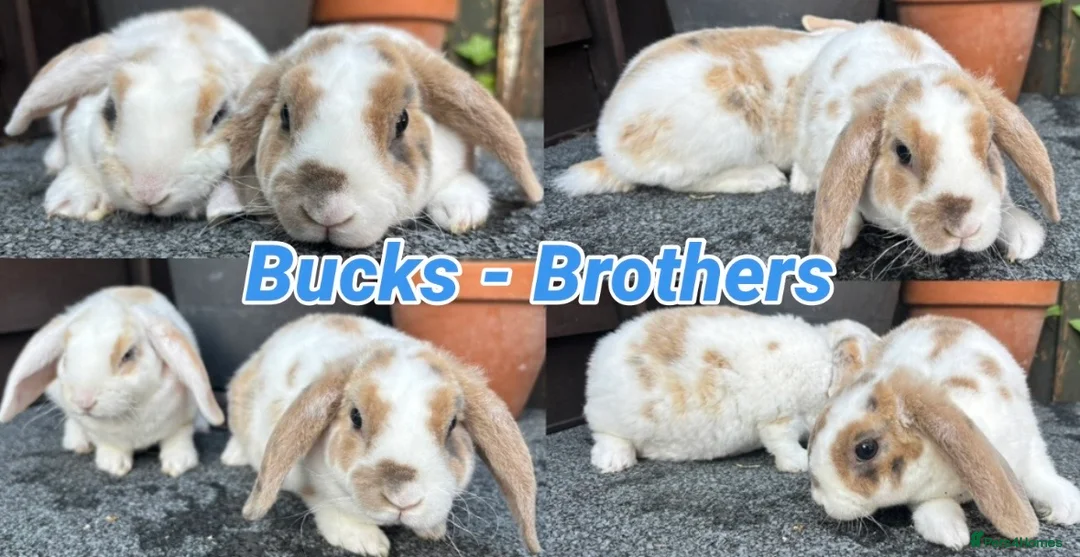 Mini Lop rabbits for sale: Mini Plush Lops Bucks. Hypoallergenic Fur. - Advert 1