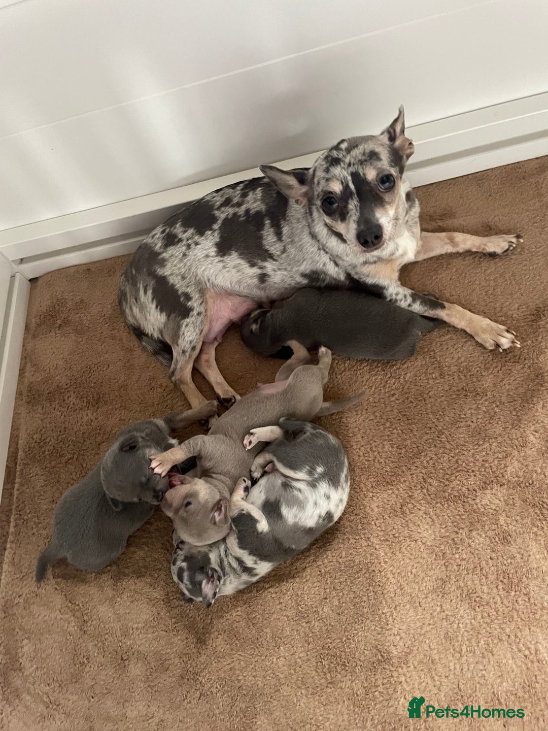 Chihuahua dogs for sale: Beautiful Merle Chihuahua Puppies  - Advert 3