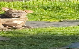 French Bulldog dogs for sale: French bulldog  - Image 2