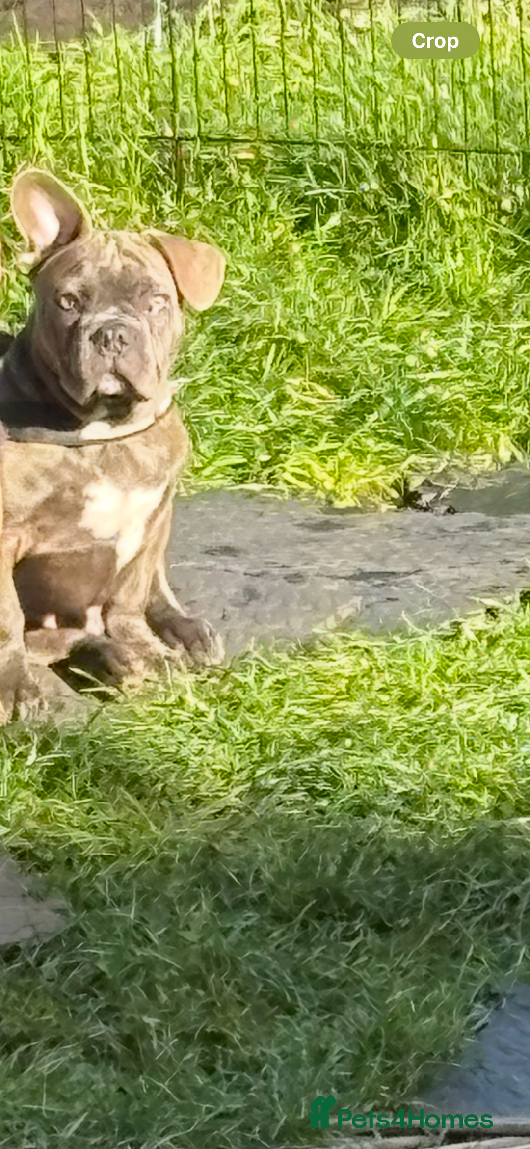 French Bulldog dogs for sale: French bulldog  - Image 2