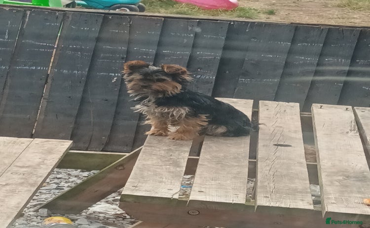 Yorkshire Terrier dogs - Advert 1