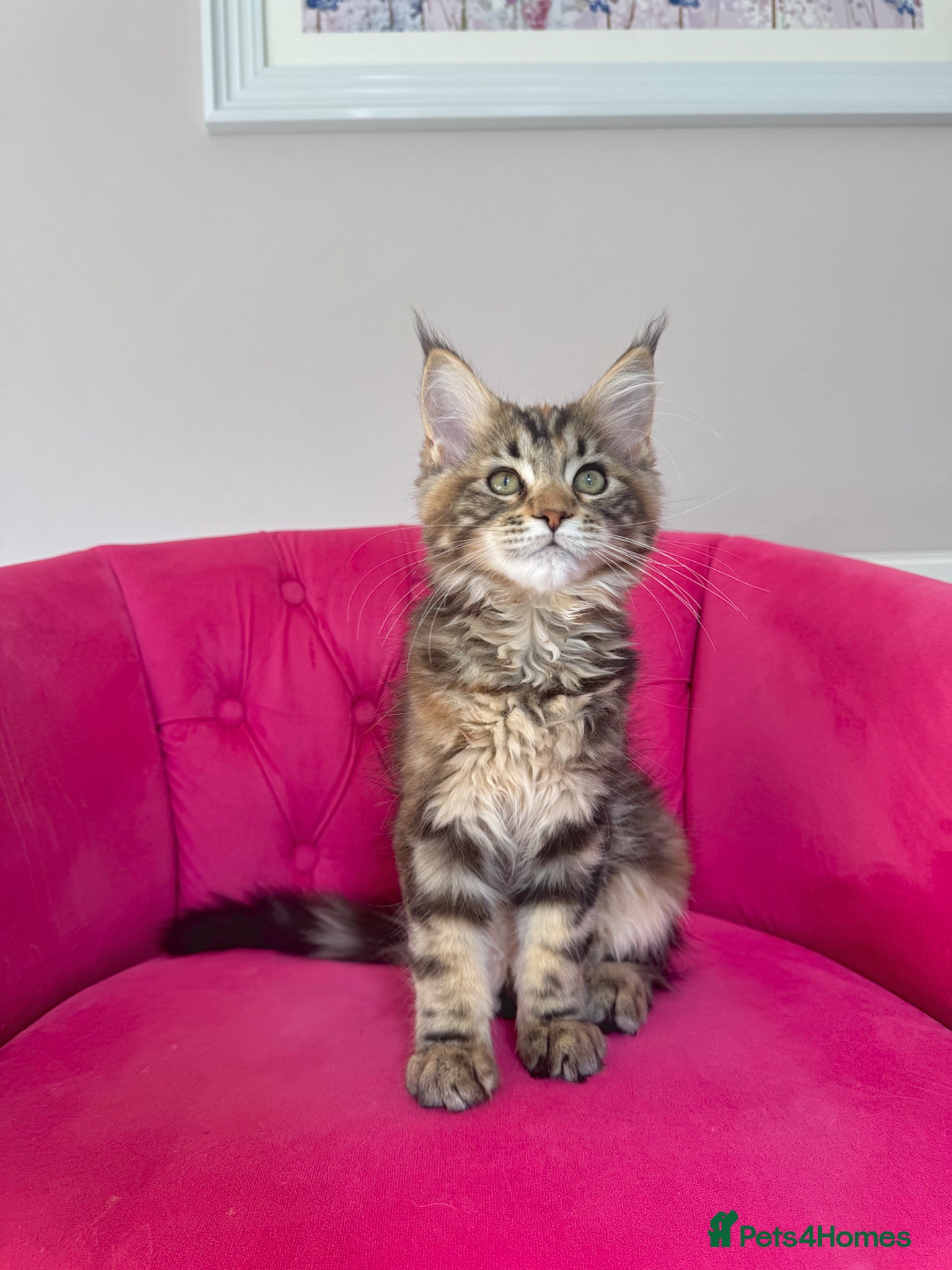 Maine Coon cats Maine Coon Kittens 🏆 20+ gen 🧬 Full Pedigree - Advert 2