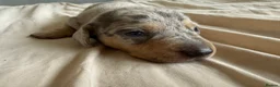 Miniature Dachshund dogs for sale: Miniature dachshund pups - Advert 18