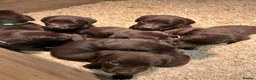 Springador dogs for sale: Springador puppies - repeat litter - Advert 9