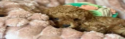 Cavapoo dogs for sale: Adorable teddy bear toy cavapoo  - Advert 28