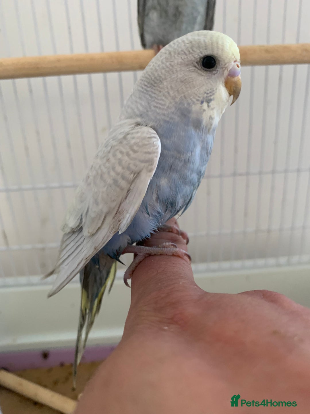 Budgerigars birds for sale: Hand reared hand tame baby budgies - Advert 9