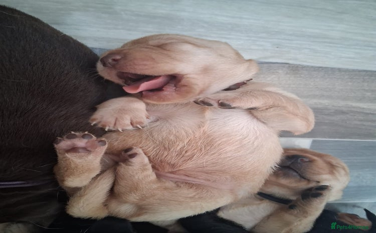 Labrador Retriever dogs - Advert 12