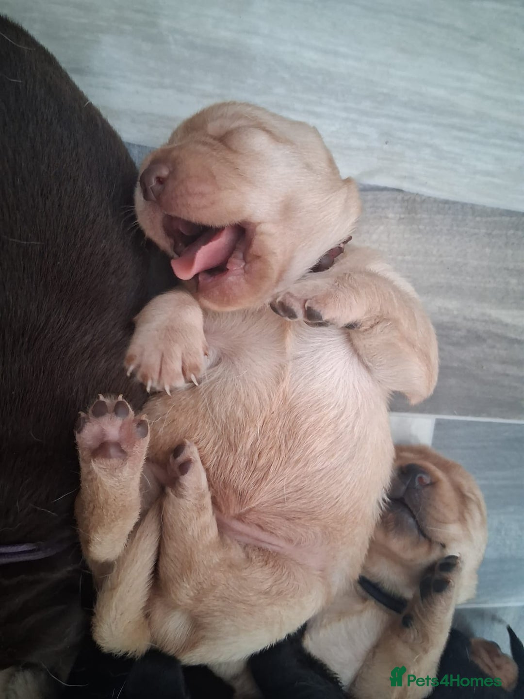 Labrador Retriever dogs for sale: Chunky labrador puppies  - Image 6