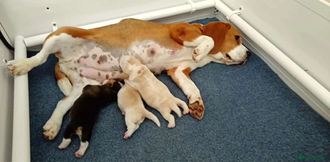 Beagle dogs for sale: Lovely Tri puppy  in Bude - Advert 8
