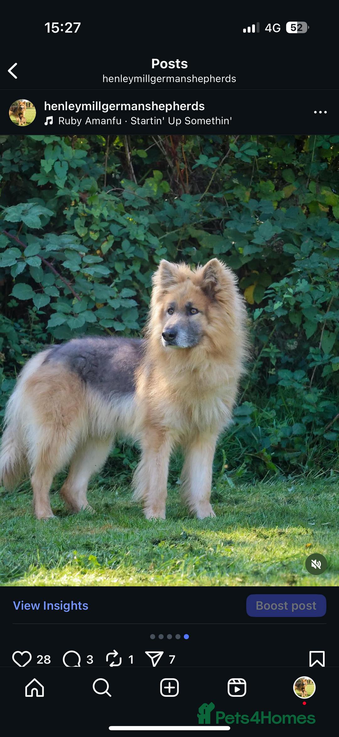 German Shepherd dogs for sale: 💙KC health tested parents 💙 - Advert 31