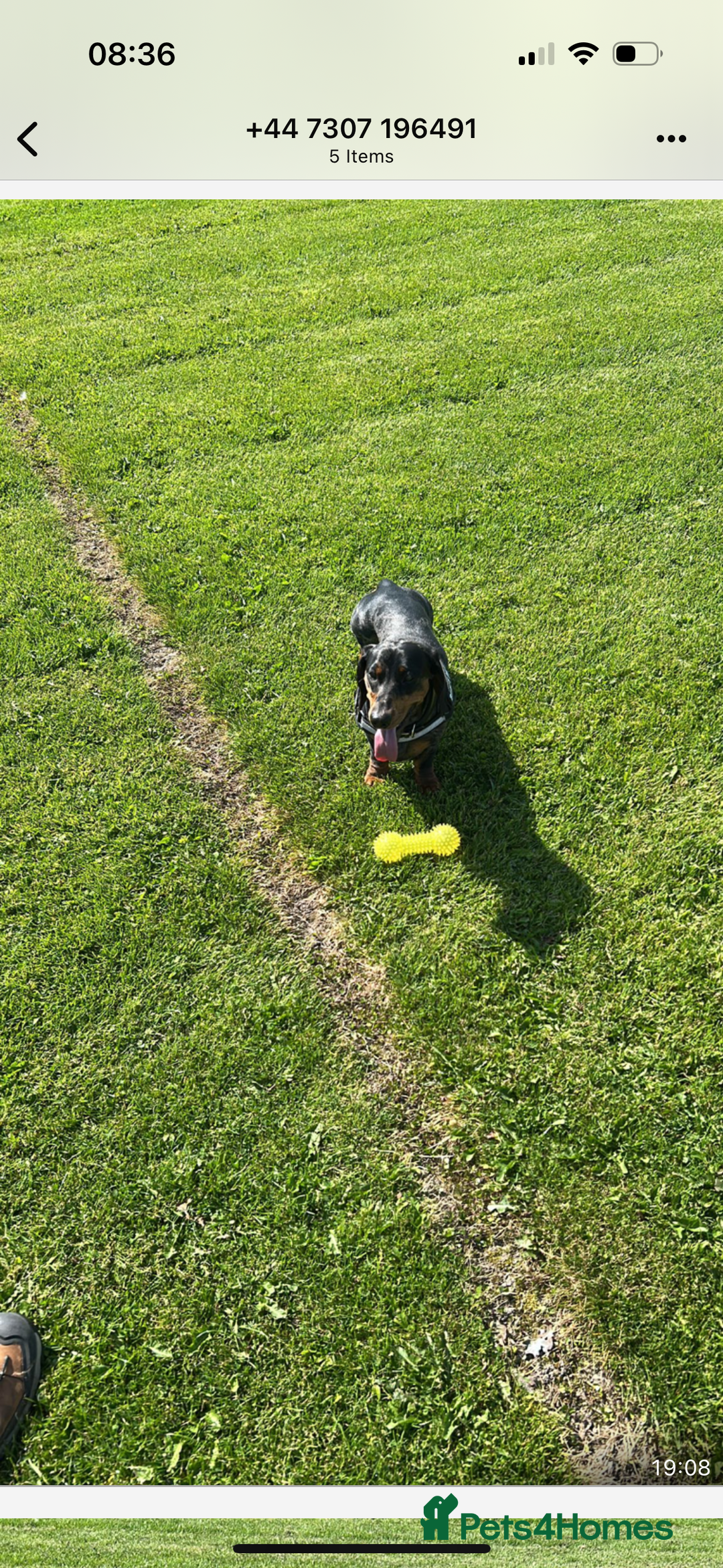 Dachshund dogs for stud: Stunning male standard dachshund for stud - Image 5
