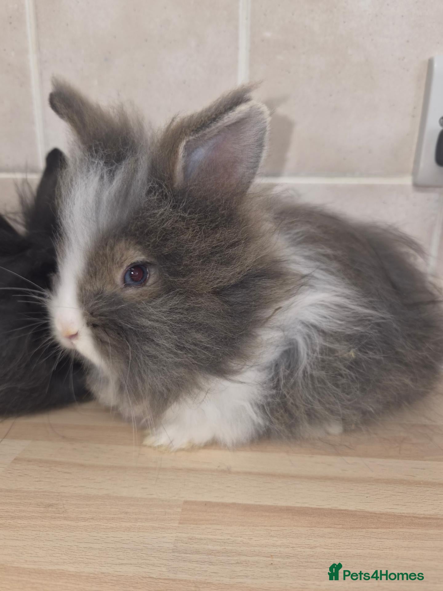Mini Lion Lop rabbits (READY NOW) 2 LEFT - Advert 2