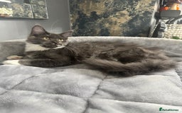 Maine Coon cats for sale: Stunning Maine Coon Girl Kittens Ready Now  - Image 3