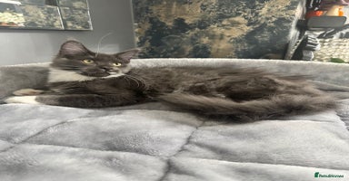 Maine Coon cats - Advert 16