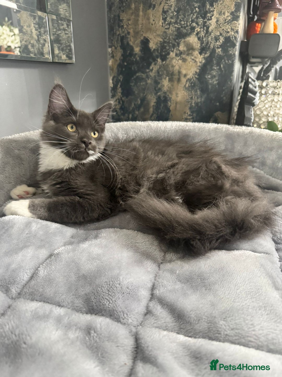 Maine Coon cats for sale: Stunning Maine Coon Girl Kittens Ready Now  - Image 3