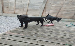 Patterdale Terrier dogs for sale: Patterdale pups - Image 21