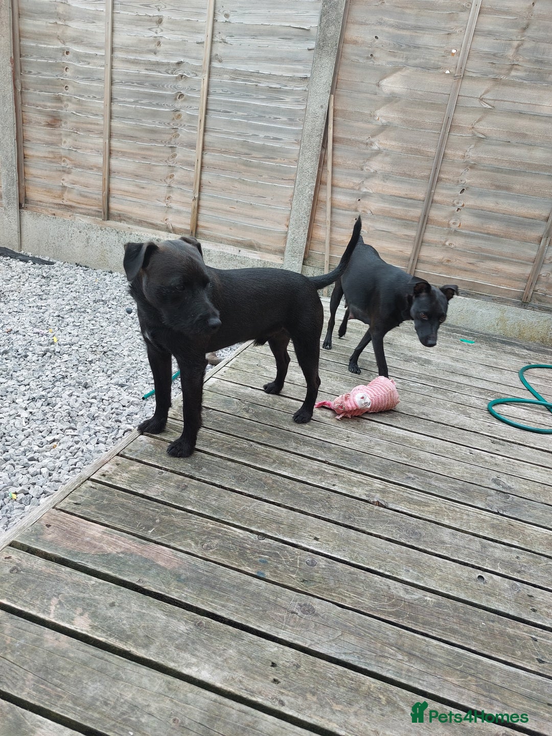 Patterdale Terrier dogs for sale: Patterdale pups - Image 21