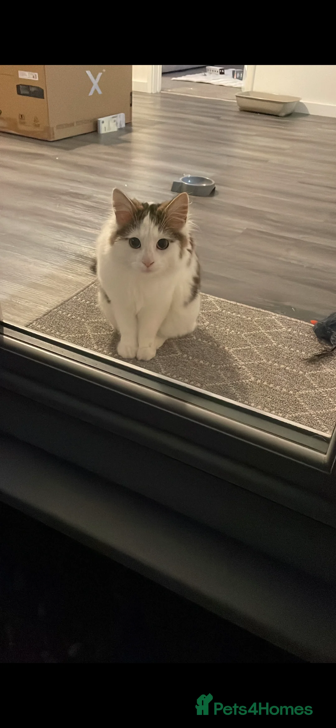 Norwegian Forest Cat cats for sale: Marley  - Advert 2