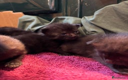 Domestic Shorthair cats for sale: Kittens for sale  - Image 4