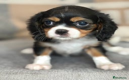 King Charles Spaniel dogs for sale: Beautiful cavalier puppies  - Image 19