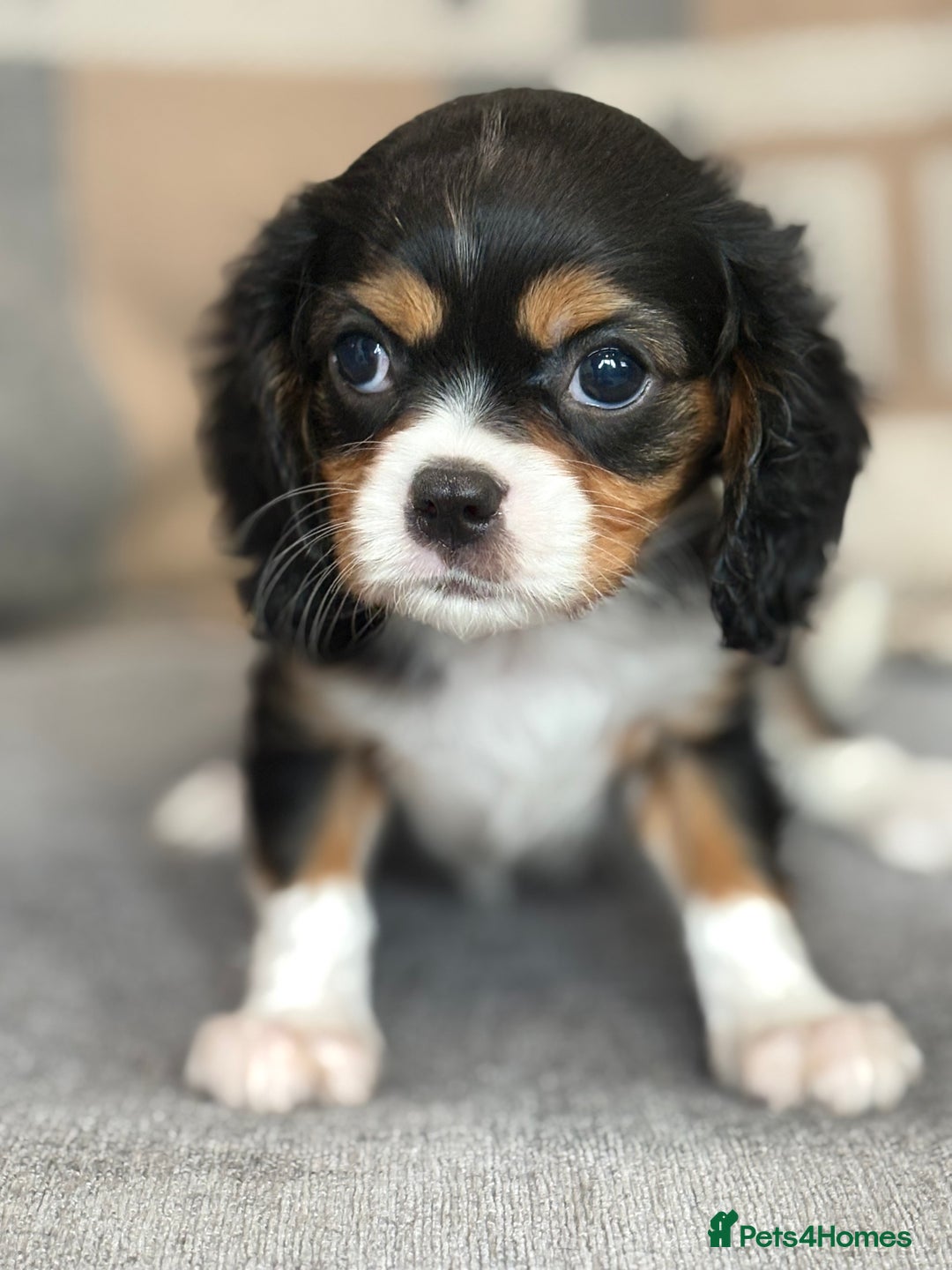 King Charles Spaniel dogs for sale: Beautiful cavalier puppies  - Image 19