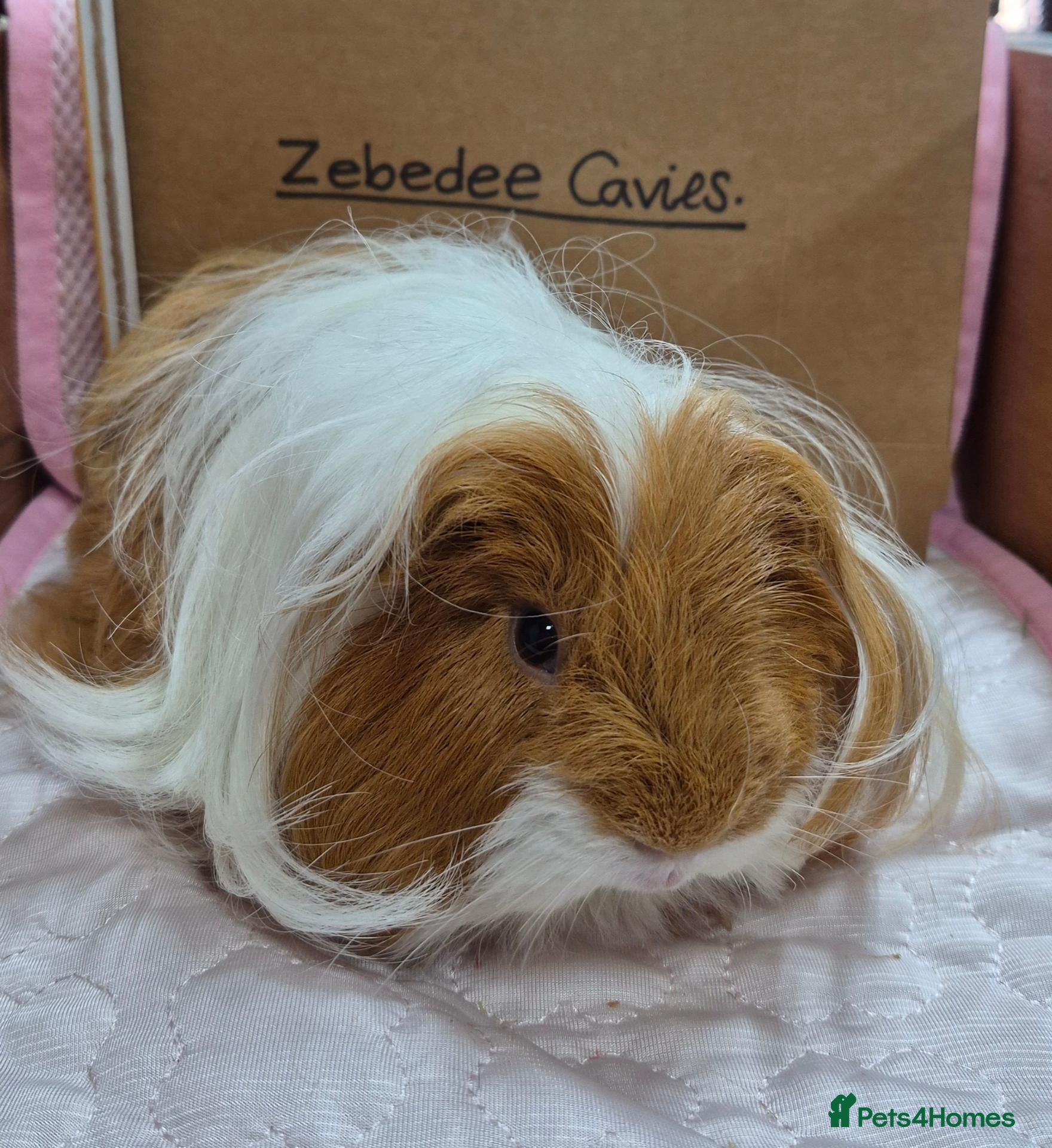 Guinea Pig rodents Sheltie Cavies - Advert 1