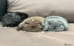 Mini Lion Lop rabbits for sale: Mini lop rabbits  - Image 8