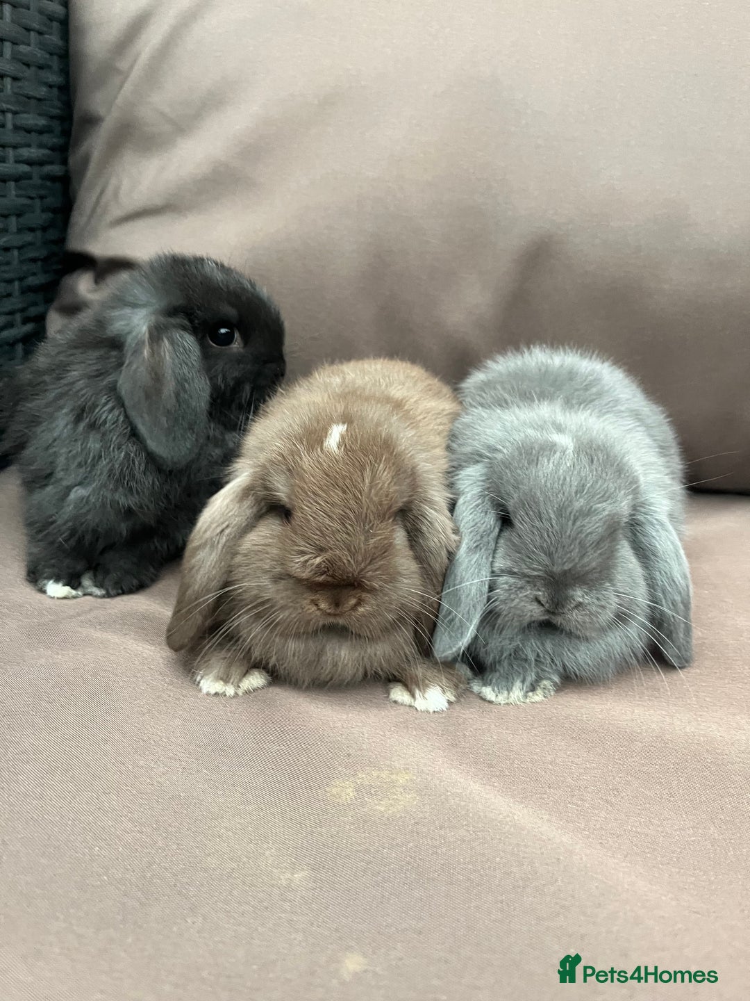 Mini Lion Lop rabbits for sale: Mini lop rabbits  - Image 8