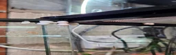 Gecko reptiles for sale: Mourning geckos and enclosure  - Advert 8