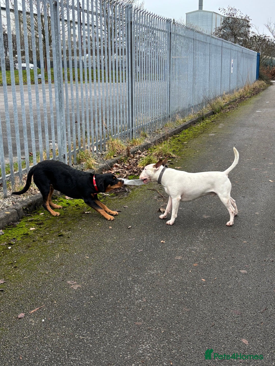 English Bull Terrier dogs for stud: English bull terrier for stud  - Advert 4