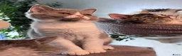 Selkirk Rex cats for sale: Gorgeous pure breed Selkirk rex kittens 😻 - Advert 22