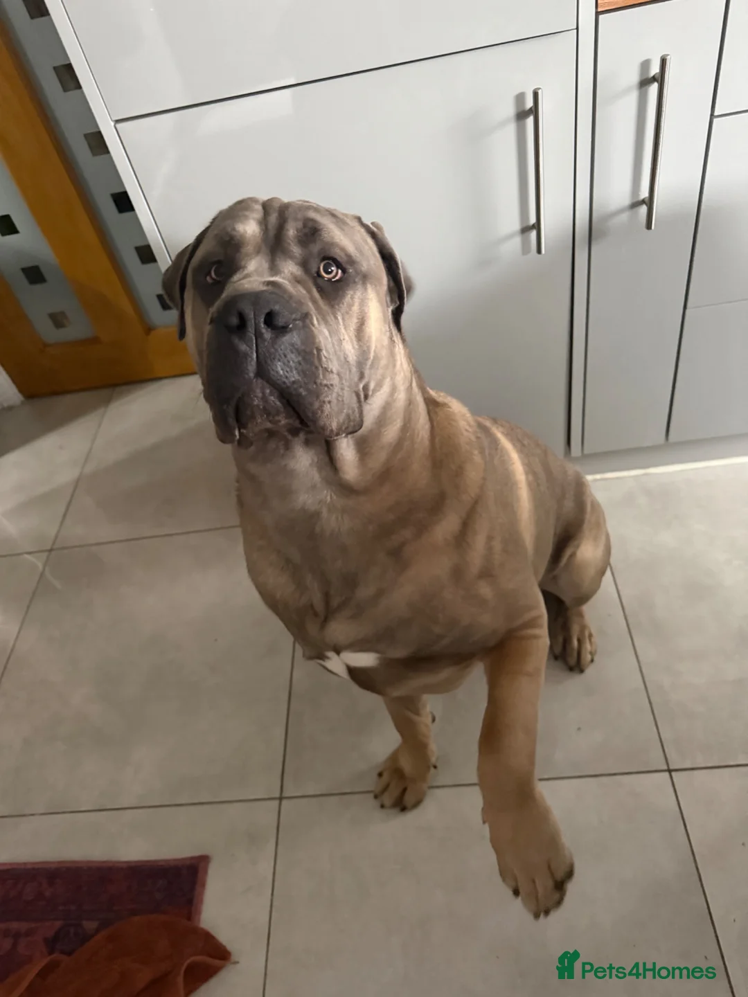 Cane Corso dogs for sale: 1 year old Cane corso “hulk” - Advert 2