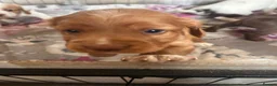 Cocker Spaniel dogs for sale: Stunning cockers  - Advert 11