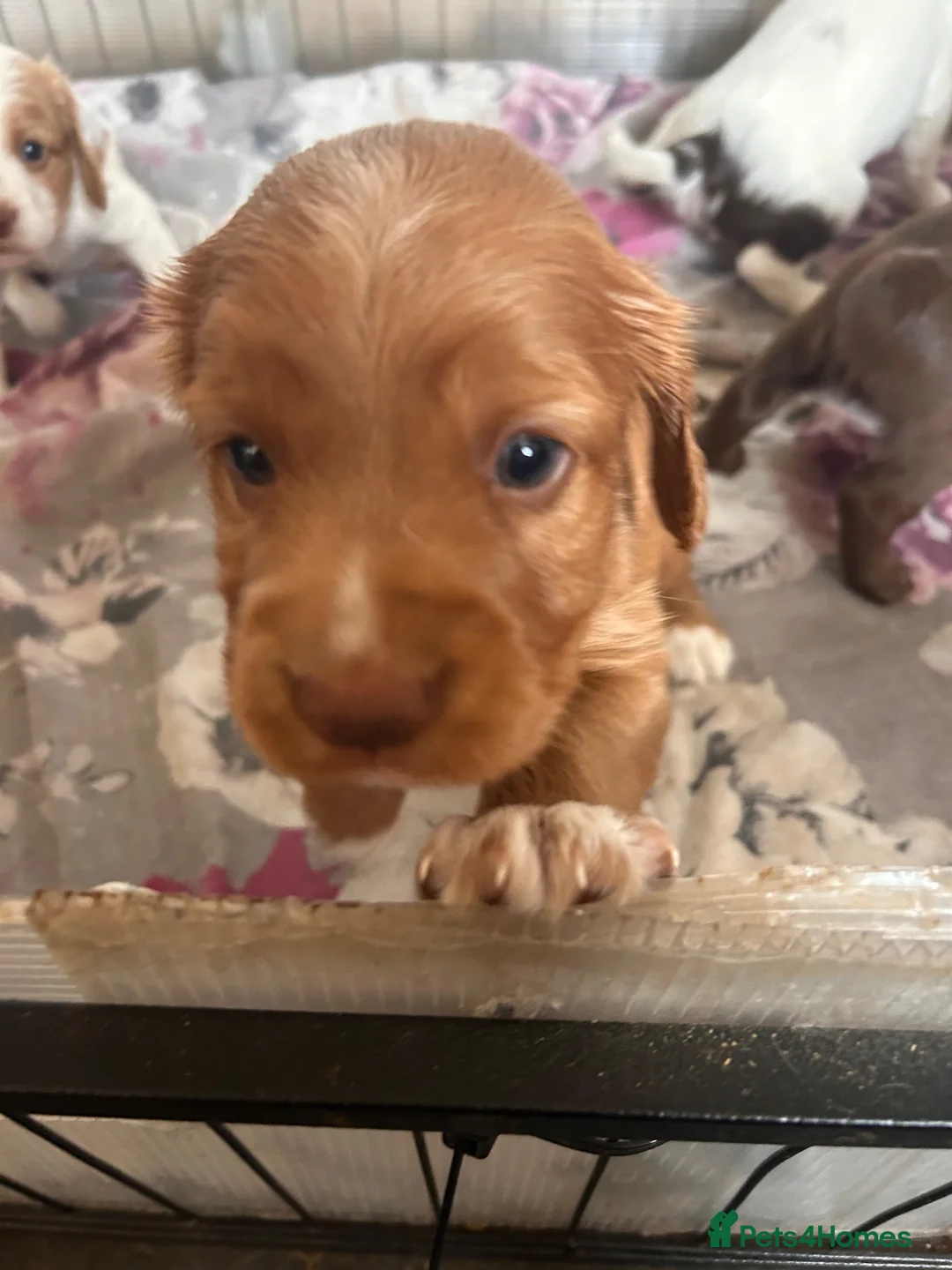 Cocker Spaniel dogs for sale: Stunning cockers  - Advert 11