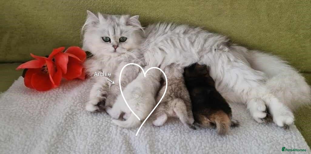 British Longhair cats Stunning Purebred BLH for Re-homing - Advert 1