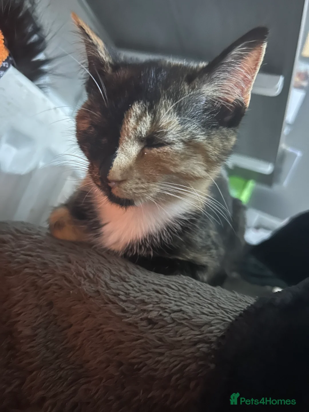 Mixed Breed cats for sale: 3 kittens for sale  - Advert 6