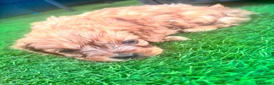 Cavapoo 3