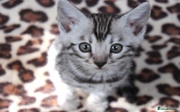 Bengal cats for sale: 2 CUTE SILVER FEMALE BENGAL KITTENS (TICA REG) - Image 11