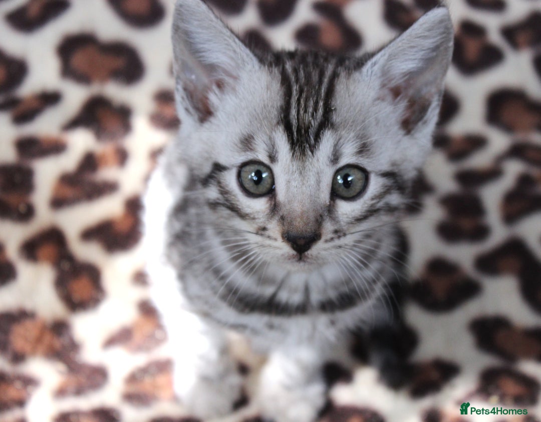 Bengal cats for sale: 2 CUTE SILVER FEMALE BENGAL KITTENS (TICA REG) - Image 11