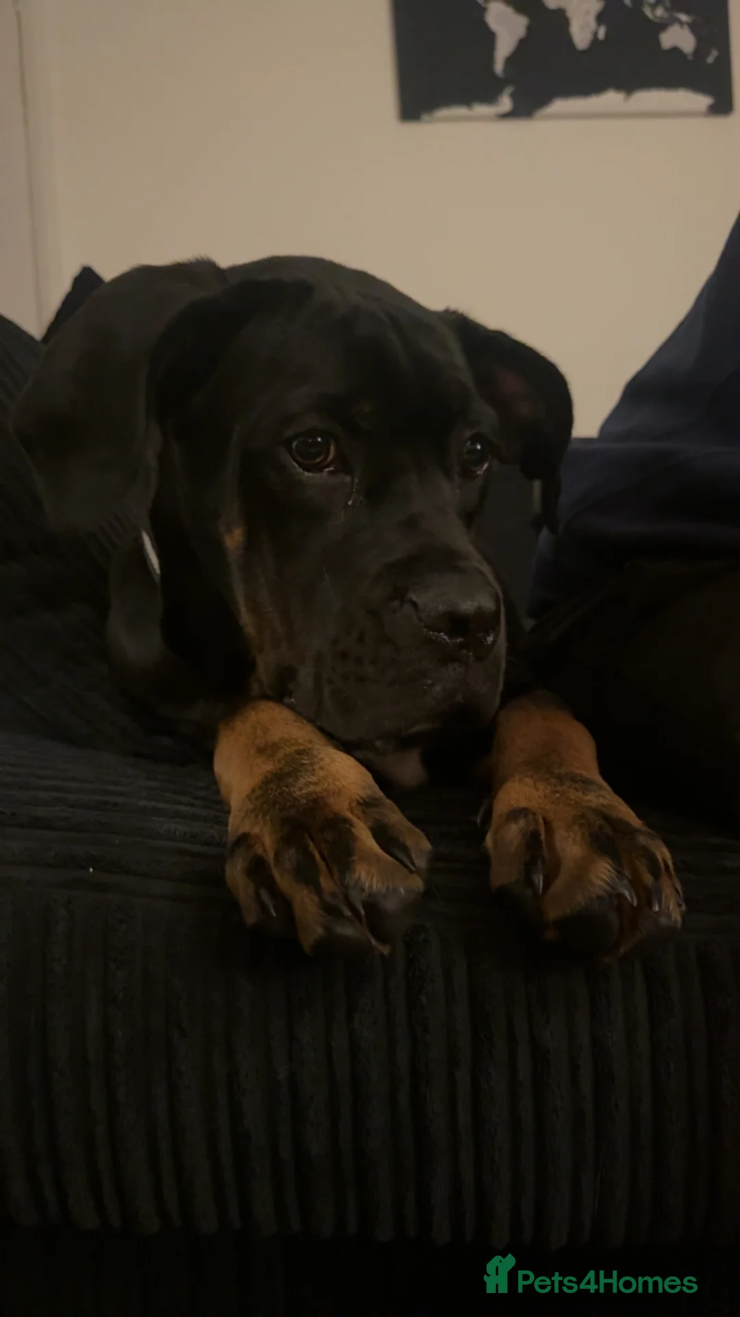 Cane Corso dogs for sale: Storm  - Advert 2