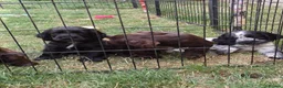 Cocker Spaniel dogs for sale: Kc registered playful show cocker spaniel - Advert 5