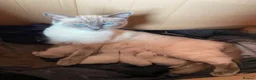 Ragdoll cats for sale: Stunning Ragdoll kittens blue point male/female in Hull - Advert 7