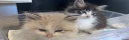 Maine Coon cats for sale: Maine Coon X Kittens - Advert 8
