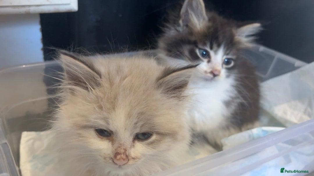 Maine Coon cats for sale: Maine Coon X Kittens - Advert 8