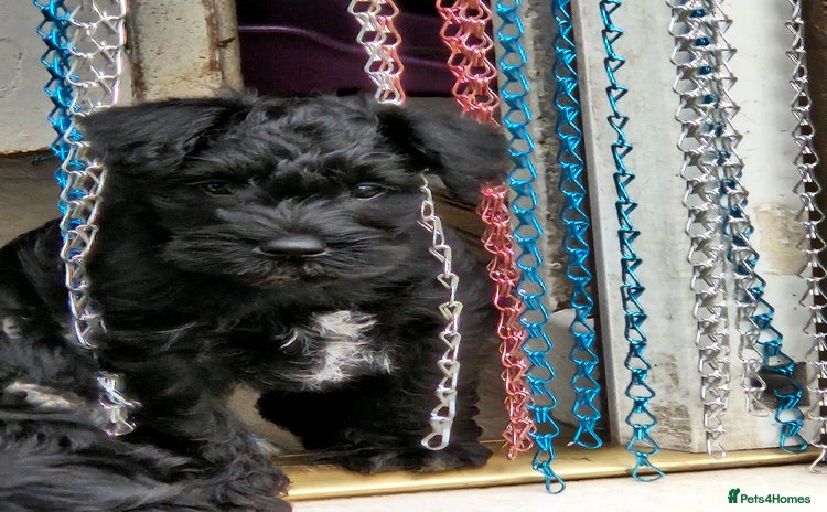 Miniature Schnauzer dogs - Advert 4