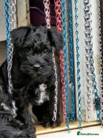 Miniature Schnauzer dogs Playful loving schnauzers - Advert 3