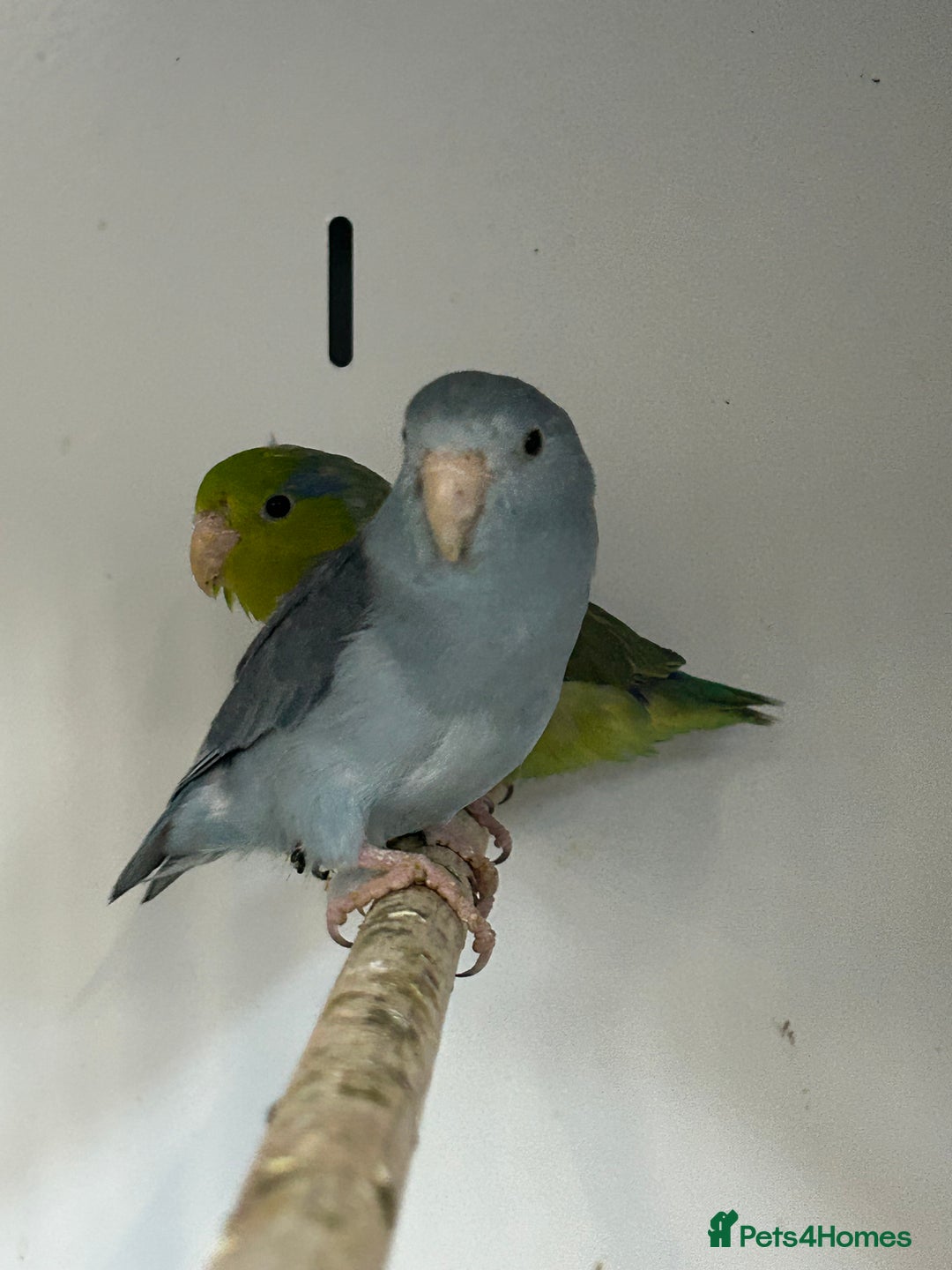 Parakeets birds for sale: Stunning Various Baby Celestial Parrotlets - Advert 6