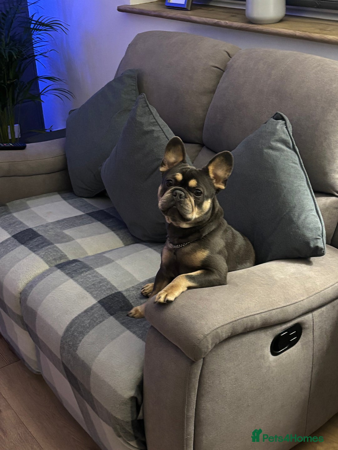 French Bulldog dogs for sale: 16 month old girl frenchie - Advert 2