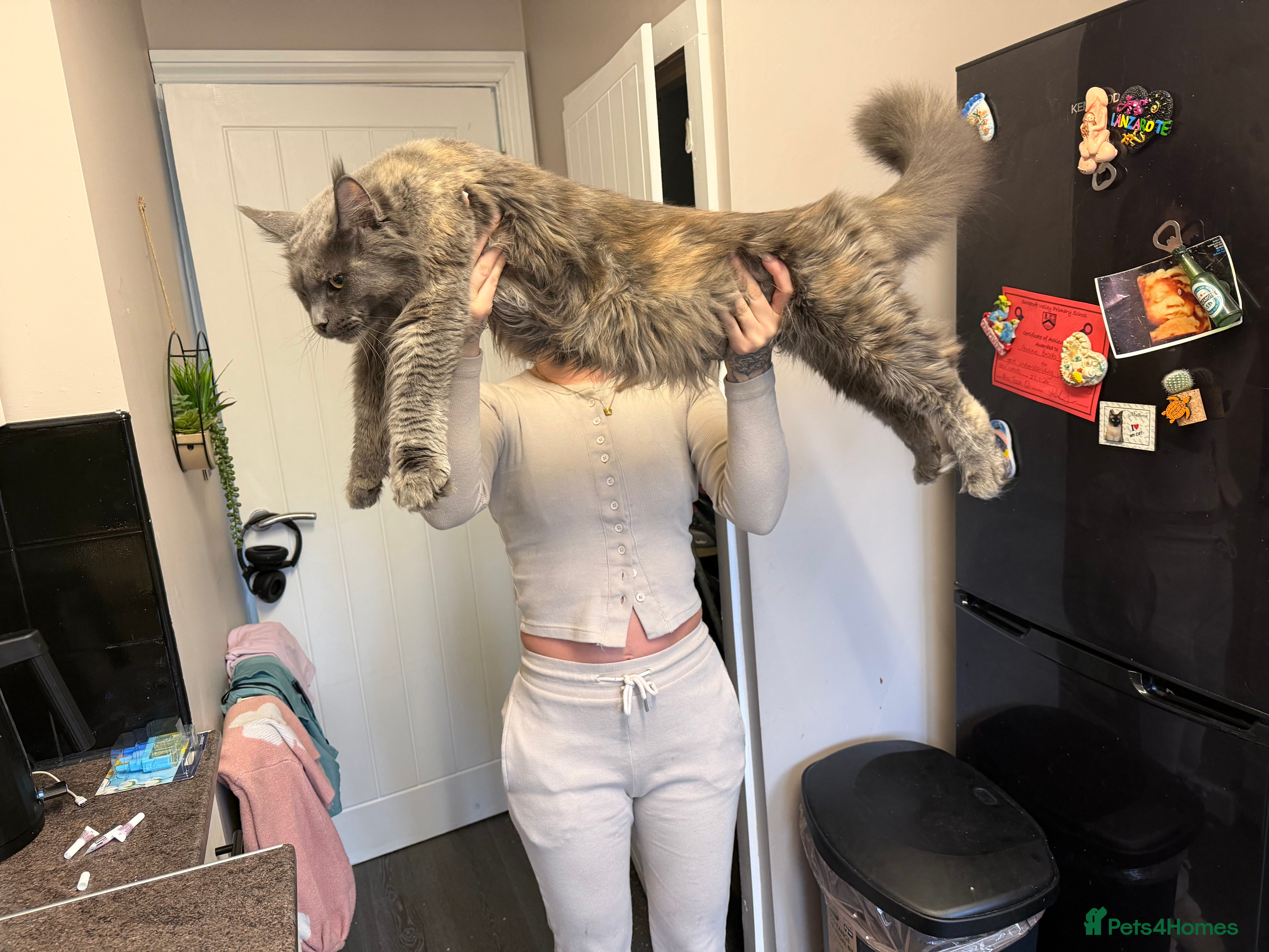 Maine Coon cats ⭐️TICA MAINECOON KITTEN’S⭐️🏆 - Advert 2