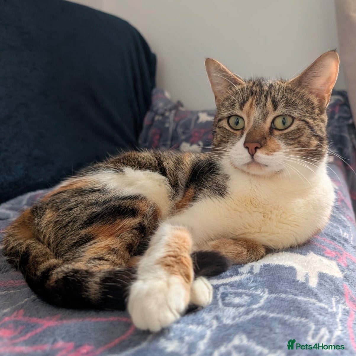 Domestic Shorthair cats Penelope, pretty 18 month old girl  - Advert 1